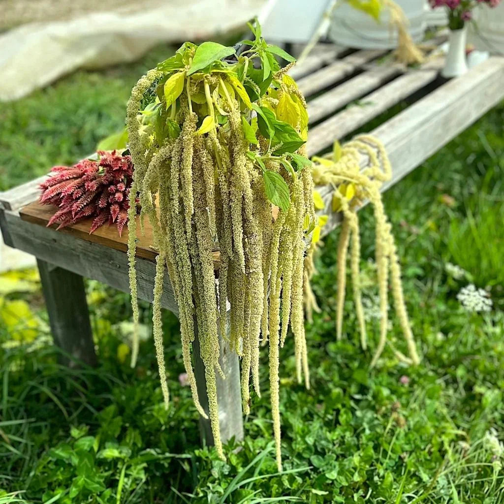 amaranth Emerald Tassels Nordic Seeds - La Boite à Grains