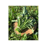 broccoli Yod Fah Nordic Seeds - La Boite à Grains