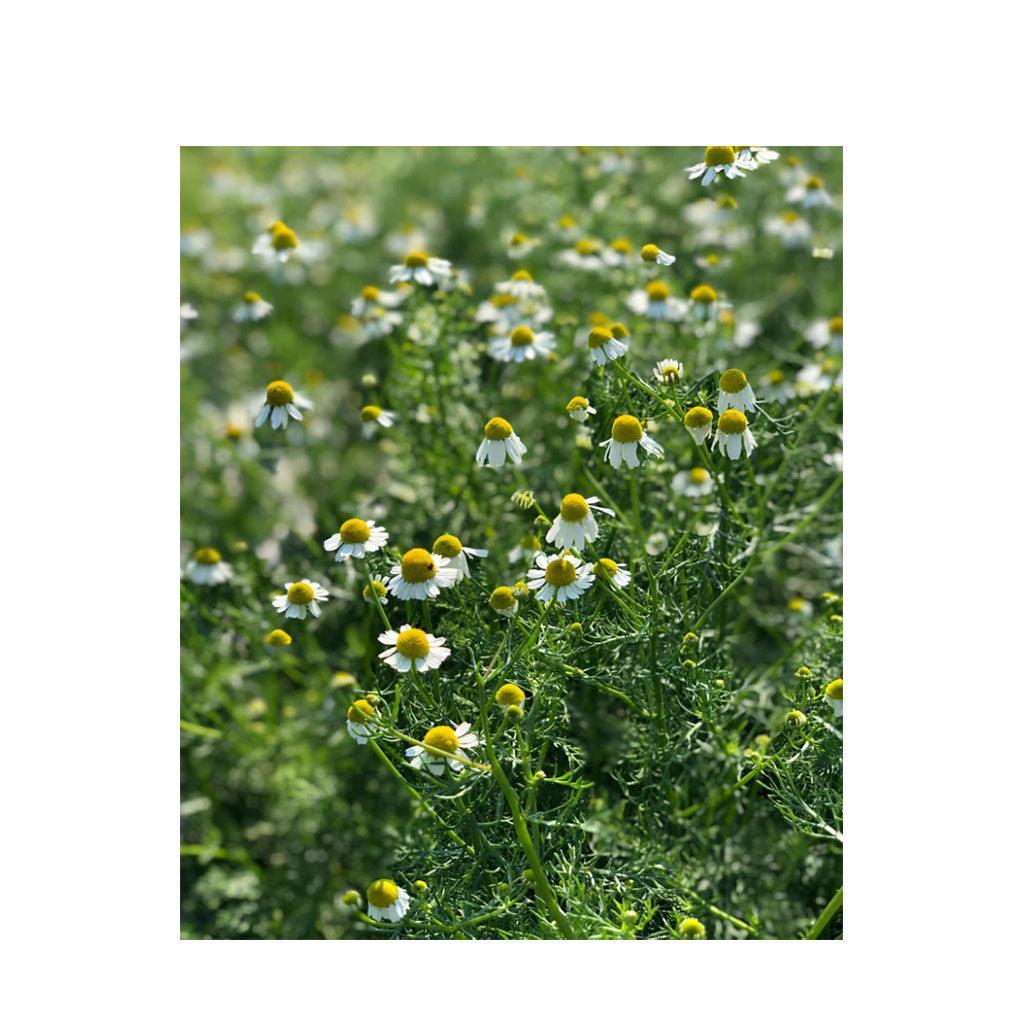 Organic Chamomile (Seeds) Nordic Seeds