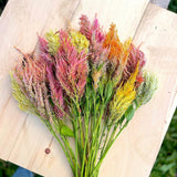 Celosia Shimmer Nordic Seeds - La Boite à Grains