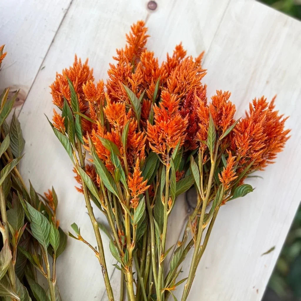 celosia Sunday Bright Orange organic Nordic Seeds - La Boite à Grains