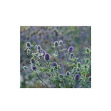 blue thistle Nordic Seeds - La Boite à Grains