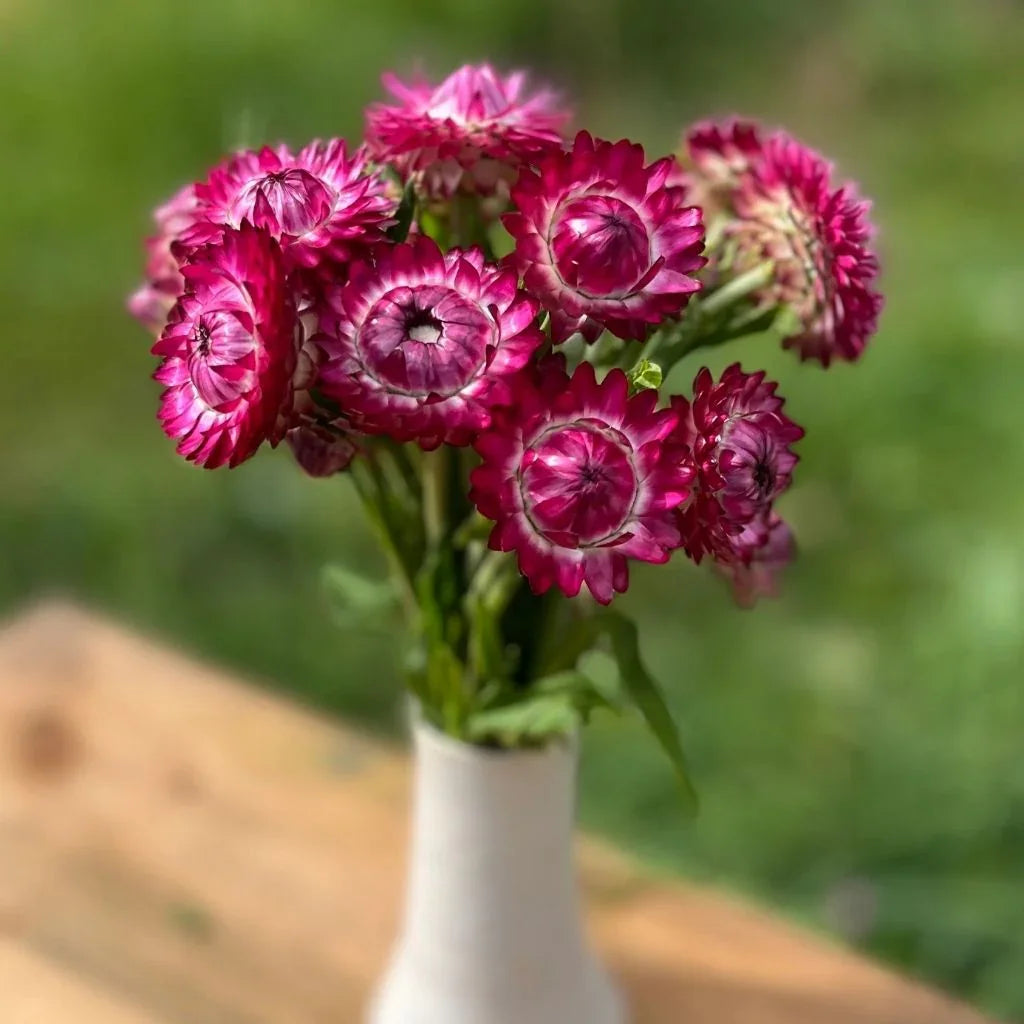 immortelle rose-cranberry Nordic Seeds - La Boite à Grains