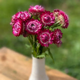 immortelle rose-cranberry Nordic Seeds - La Boite à Grains