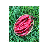 Organic Jimmy Nardello Pepper (Seeds) Nordic Seeds