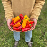 Organic Picnic pepper Nordic Seeds - La Boite à Grains