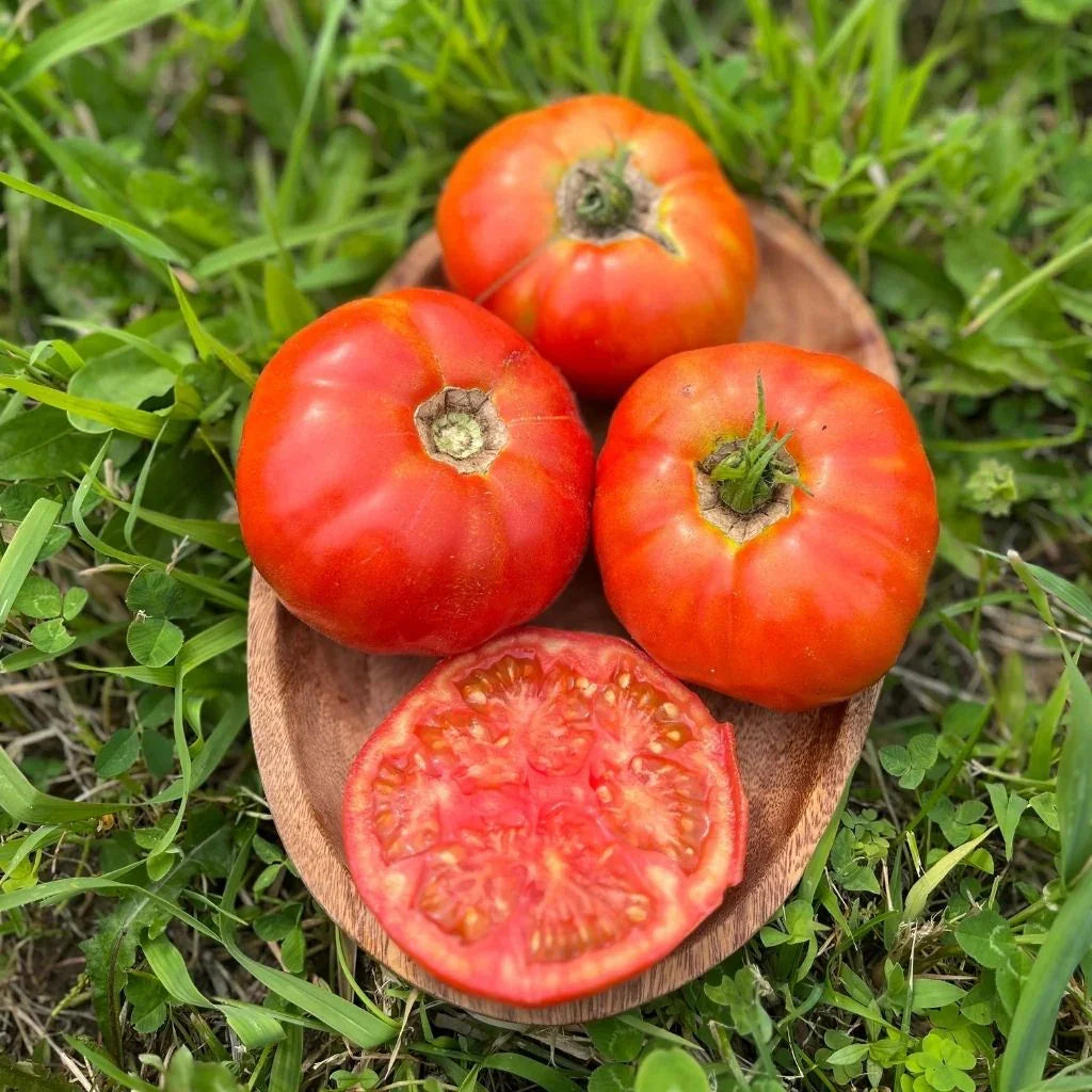 tomato Brandywine Nordic Seeds - La Boite à Grains