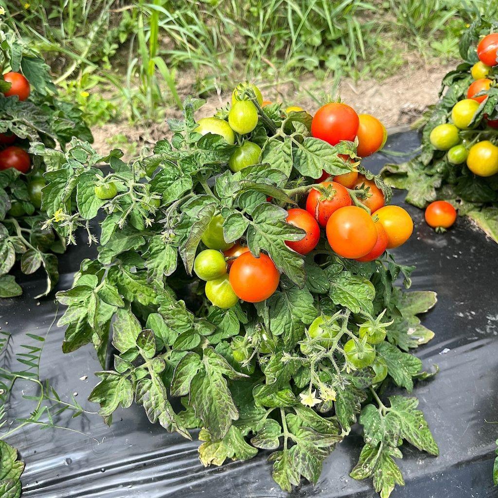 tomate naine Window Box Semences Nordiques - La Boite à Grains