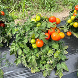 tomate naine Window Box Semences Nordiques - La Boite à Grains