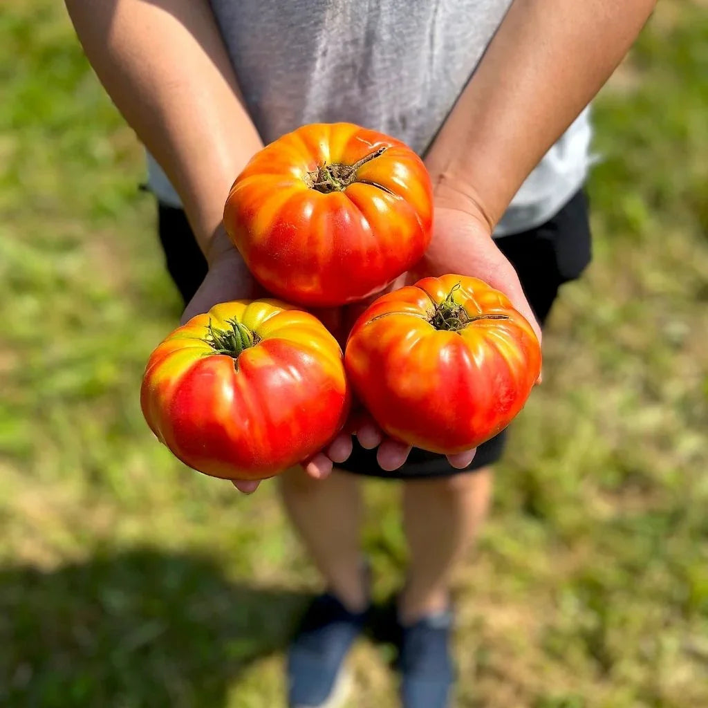 tomate Pruden's Purple Semences Nordiques - La Boite à Grains