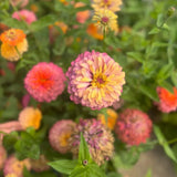 Zinnia Aurora Les Semences Nordiques - La Boite à Grains