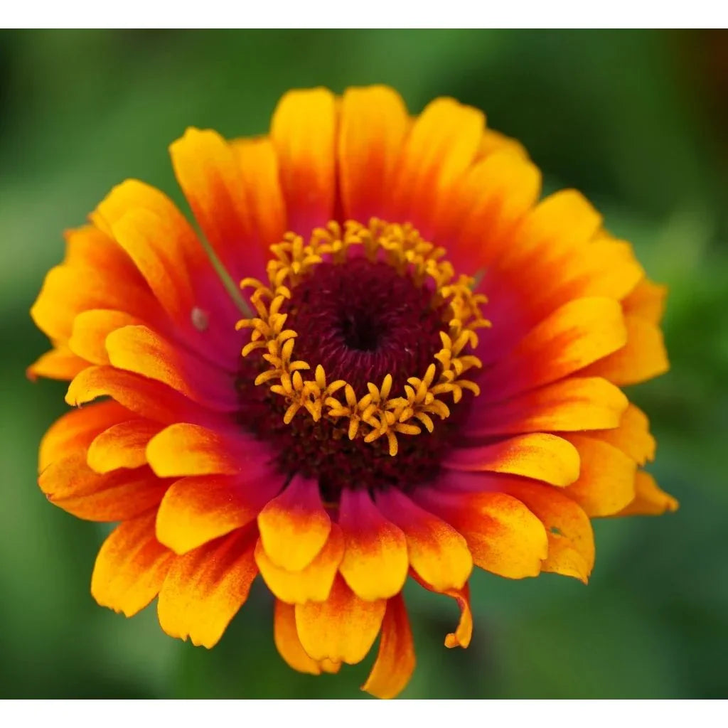 Zinnia Zowie Semences Nordiques - La Boite à Grains