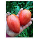 Tomate Amish Paste Biologique (Semences) Semences Nordiques - La Boite à Grains