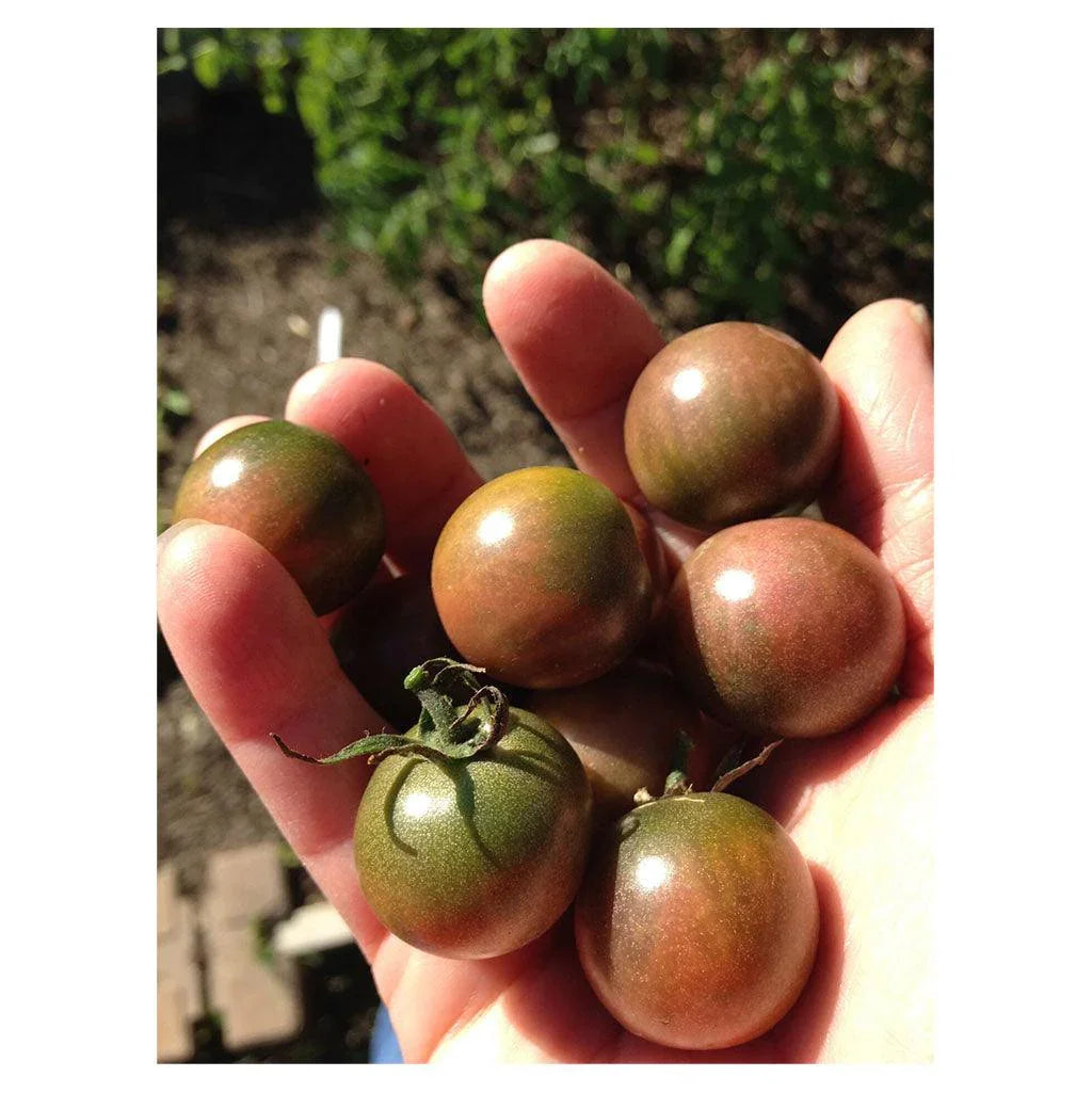 Organic Black Cherry Tomato (Seeds) Nordic Seeds - La Boite à Grains