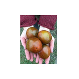 Organic Black Prince Tomato (Seeds) Nordic Seeds - La Boite à Grains