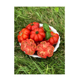 Tomato Costoluti Genovese Organic (Seeds) Nordic Seeds - La Boite à Grains