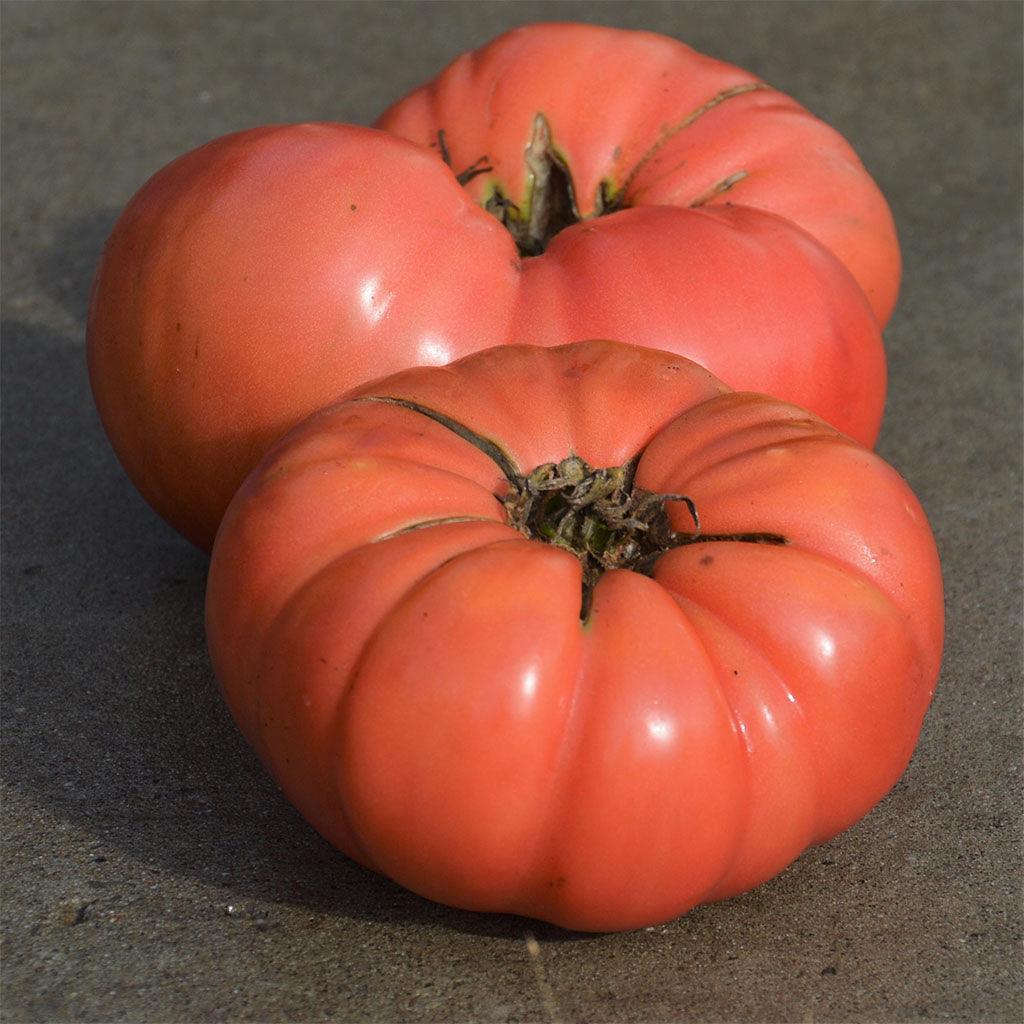 Organic Dester Tomato Les Jardins de l’Écoumène - La Boite à Grains