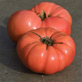 Organic Dester Tomato Les Jardins de l’Écoumène - La Boite à Grains