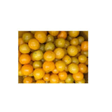 Tomate Galina Biologique (Semences) Semences Nordiques - La Boite à Grains