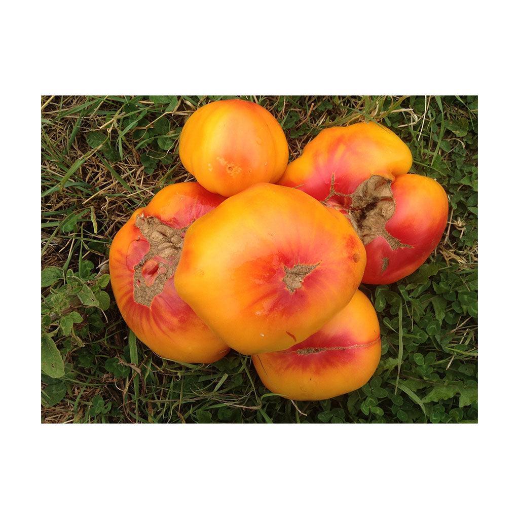 Organic German Striped Tomato (Seeds) Nordic Seeds - La Boite à Grains