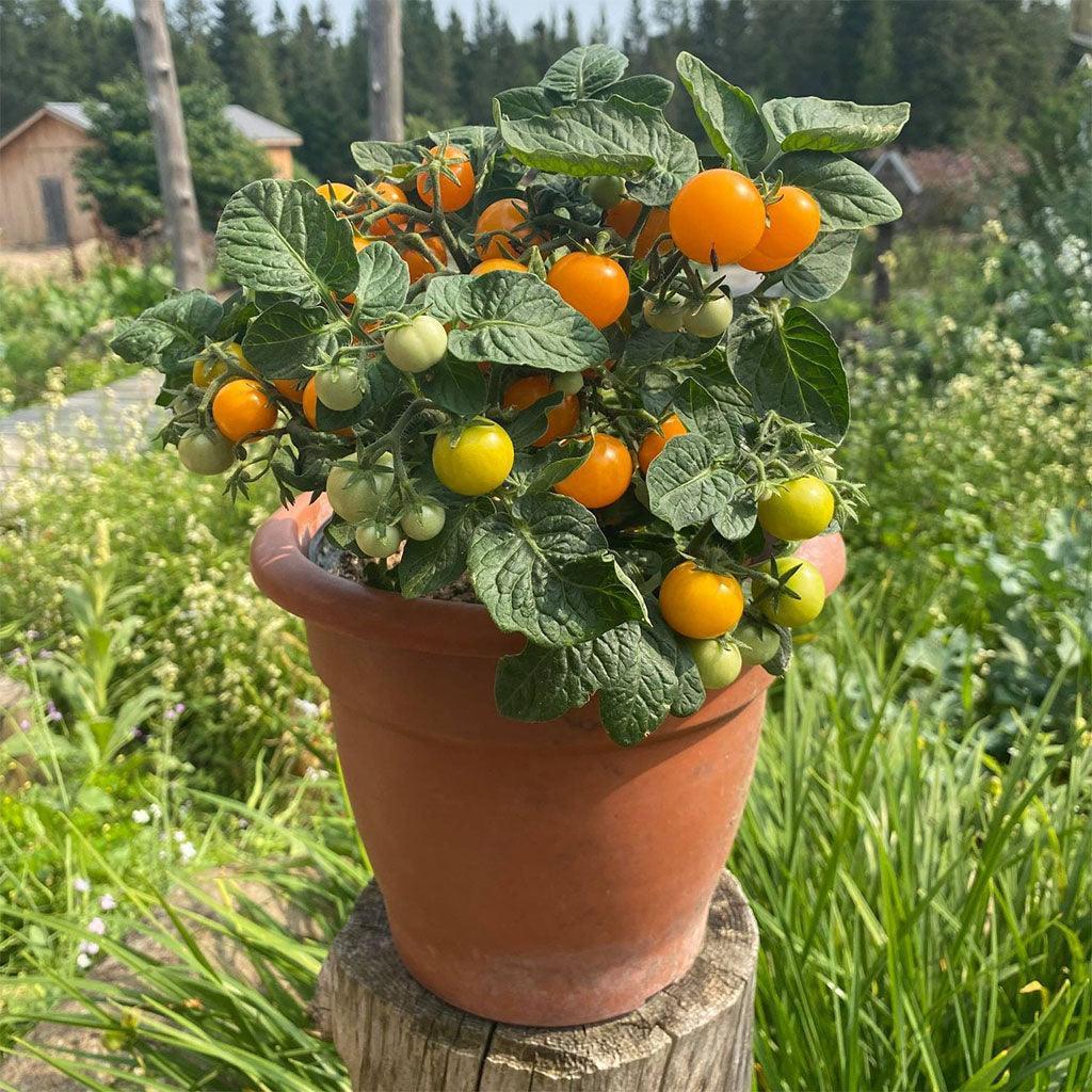 Organic Orange Hat Tomato Les Jardins de l'Écoumène - La Boite à Grains