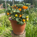 Organic Orange Hat Tomato Les Jardins de l'Écoumène - La Boite à Grains