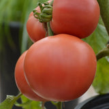 Tomate Rose Aimée Biologique Les Jardins de l'Écoumène - La Boite à Grains