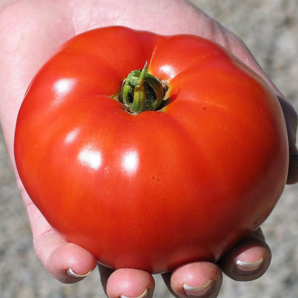 Organic Siletz Tomato Les Jardins de l’Écoumène - La Boite à Grains