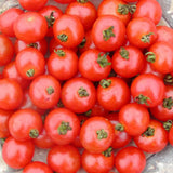 Tomate Sub Arctic Biologique Les Jardins de l'Écoumène - La Boite à Grains
