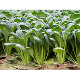 Verdures Komatsuna Biologique (Semences) Semences Nordiques - La Boite à Grains