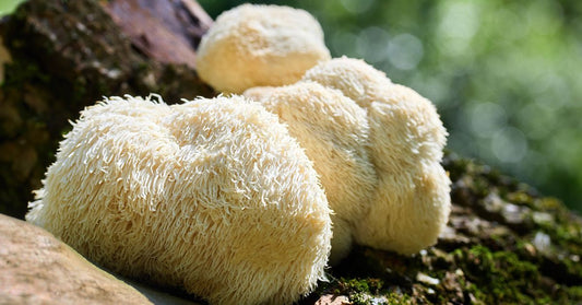 lion's mane - La Boite à Grains