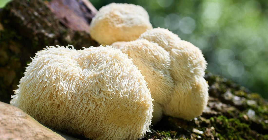 lion's mane - La Boite à Grains