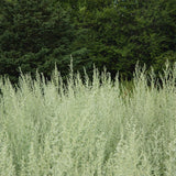 Absinthe Grande Biologique Les Jardins de l'Écoumène