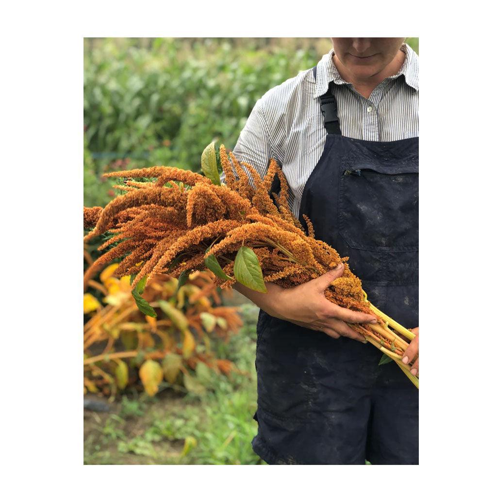 Amaranthe Hot Biscuit Organic (Seeds) Nordic Seeds - La Boite à Grains