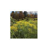 Organic Dill Bouquet (Seeds) Nordic Seeds - La Boite à Grains