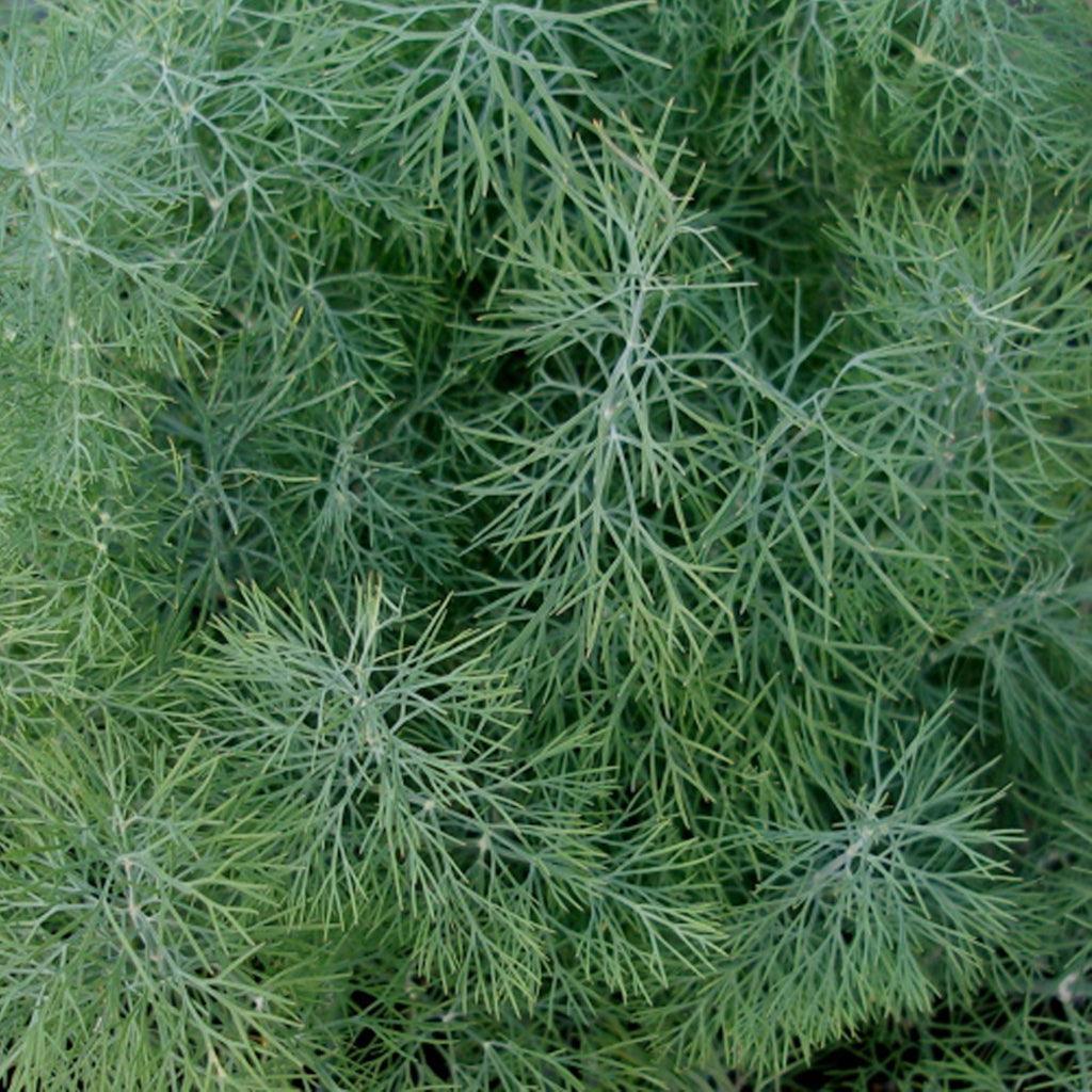 Organic Garden Dill Les Jardins de l'Écoumène - La Boite à Grains