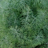 Organic Garden Dill Les Jardins de l'Écoumène - La Boite à Grains