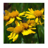 Organic Arnica Americana Les Jardins de l’Écoumène