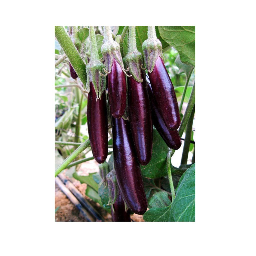 Aubergine Little Finger Biologique (Semences) Semences Nordiques - La Boite à Grains