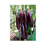 Aubergine Little Finger Biologique (Semences) Semences Nordiques - La Boite à Grains