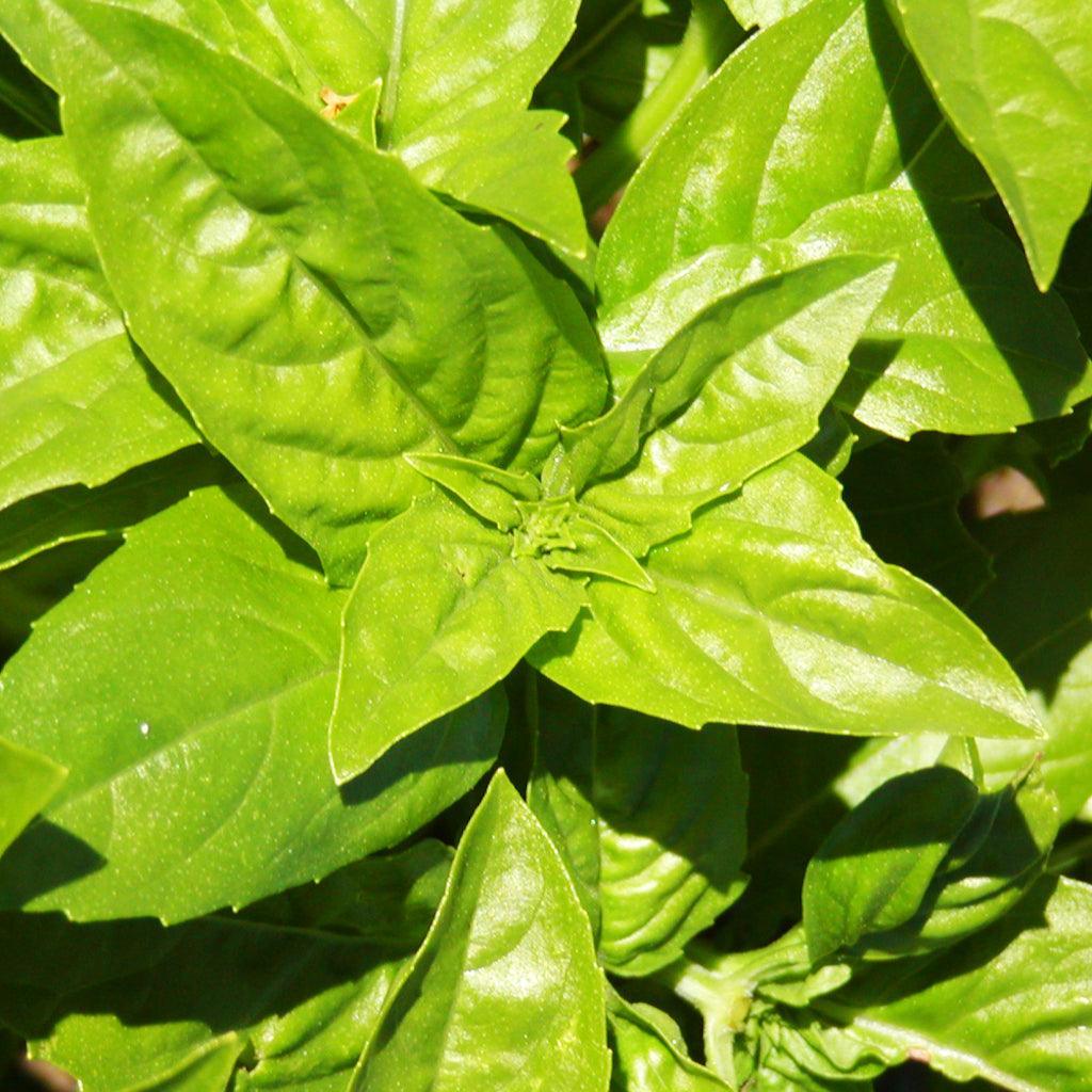 Basilic Genovese Biologique Les Jardins de l'Écoumène - La Boite à Grains