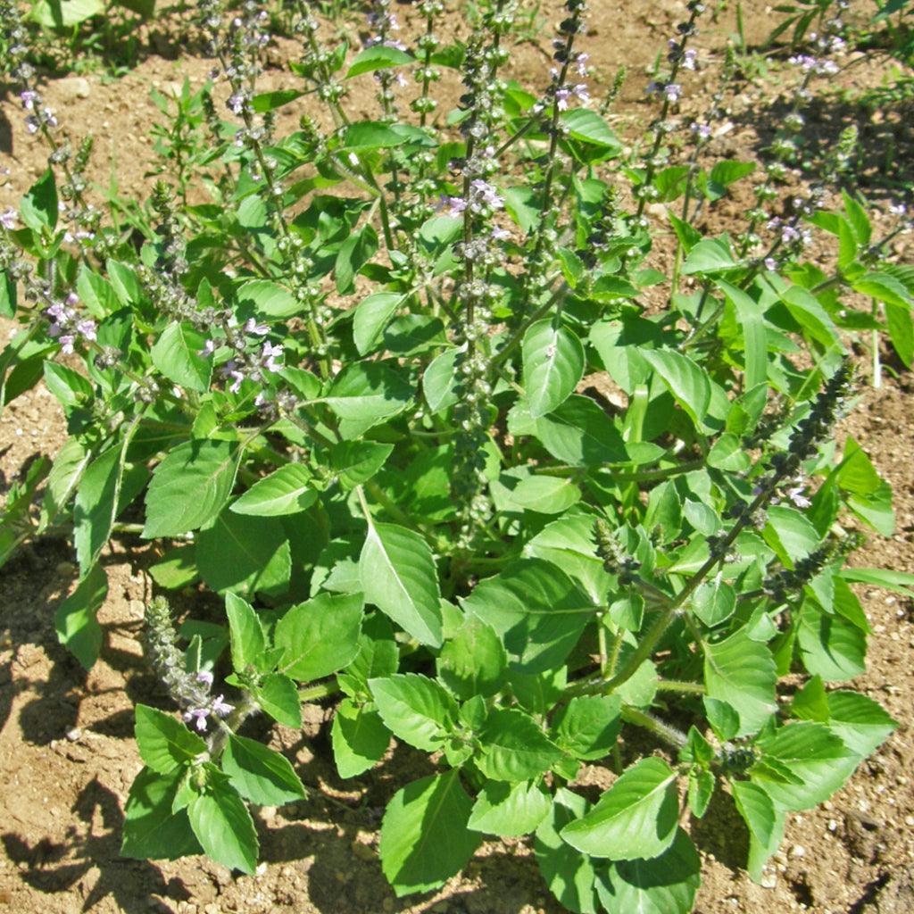 Basilic Sacré Biologique Les Jardins de l'Écoumène - La Boite à Grains
