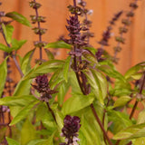 Organic Thai Basil Les Jardins de l'Écoumène - La Boite à Grains