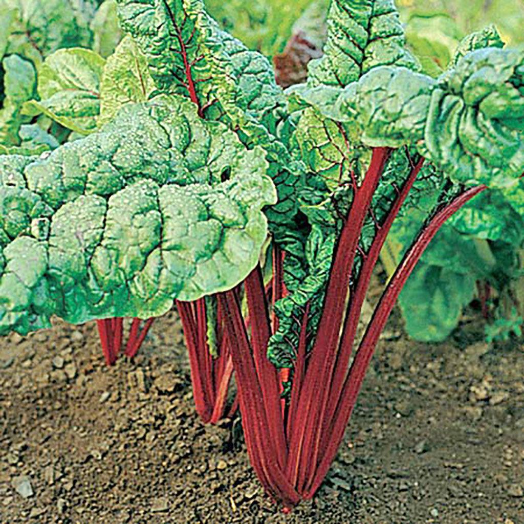 Swiss Chard Rhubarb Red Organic Les Jardins de l'Écoumène - La Boite à Grains