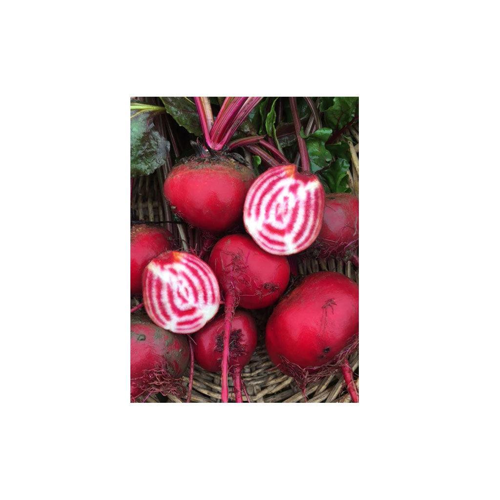 Organic Chiogga Beetroot (Seeds) Nordic Seeds - La Boite à Grains
