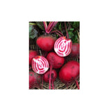 Organic Chiogga Beetroot (Seeds) Nordic Seeds - La Boite à Grains