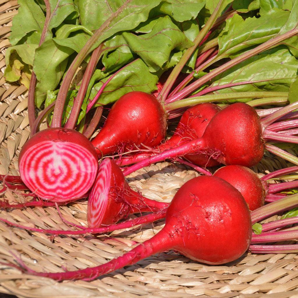 Organic Chioggia Beetroot Les Jardins de l’Écoumène - La Boite à Grains