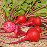 Organic Chioggia Beetroot Les Jardins de l’Écoumène - La Boite à Grains
