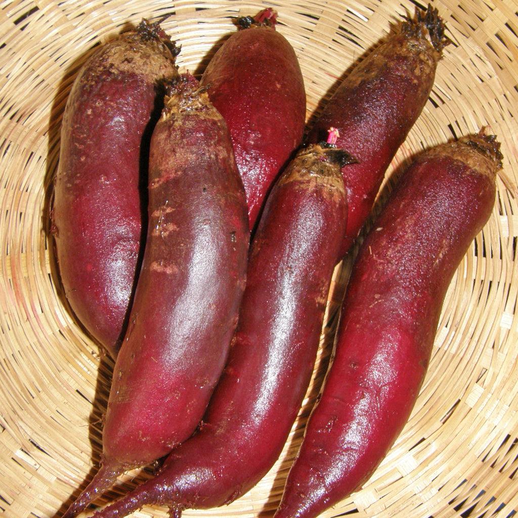 Organic Cylindra Beetroot Les Jardins de l’Écoumène - La Boite à Grains
