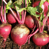 Beetroot Early Wonder Tall Top Organic Les Jardins de l'Écoumène - La Boite à Grains
